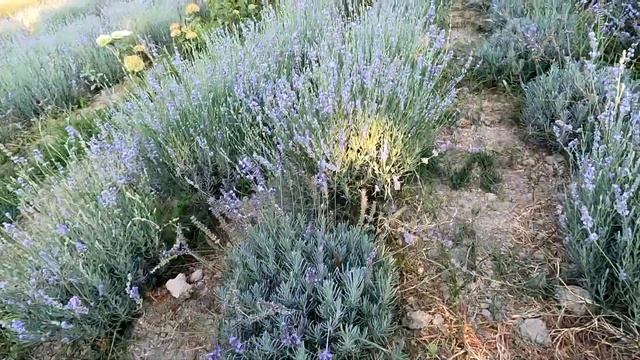 САМАРКАНД. ЛАВАНДОВАЯ ФЕРМА. Узбекистан. смотреть онлайн