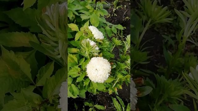 Астра однолетняя или Каллистефус китайский.?