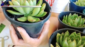 OFFSET PROPAGATION | UPDATE | WITH NEW OFFSETs | #succulents | #KABAYANAMOR