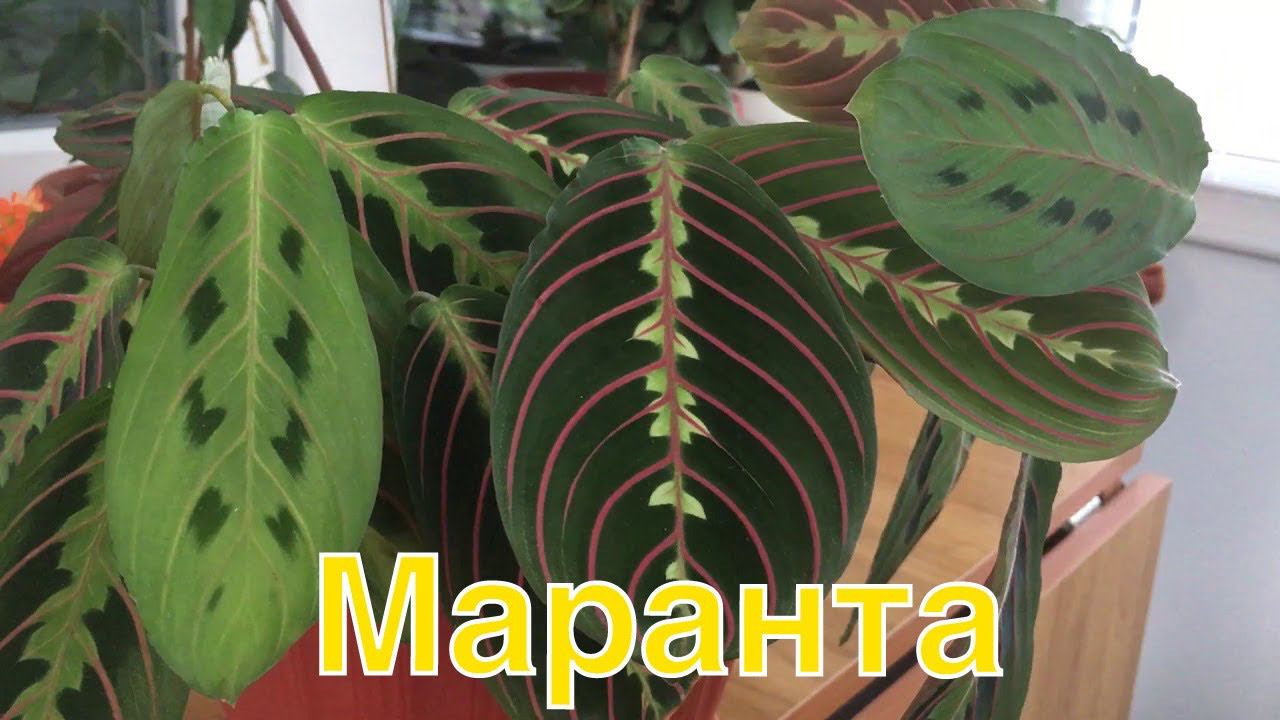 Мои комнатные цветы .Маранта. смотреть онлайн