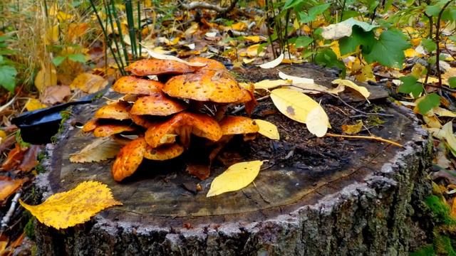 ОСЕННЯЯ МЕЛОДИЯ смотреть онлайн