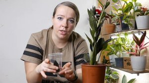 Размножение замиокулькаса листом