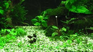 Аквариум Juwel Rio 125. Чуть больше года после запуска.