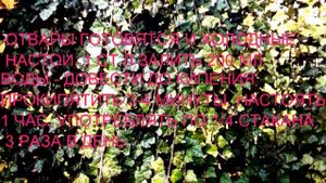 ПЛЮЩ - ЛЕЧЕБНЫЕ СВОЙСТВА.