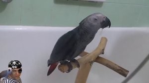 Как купать попугая Жако / Parrot Shower