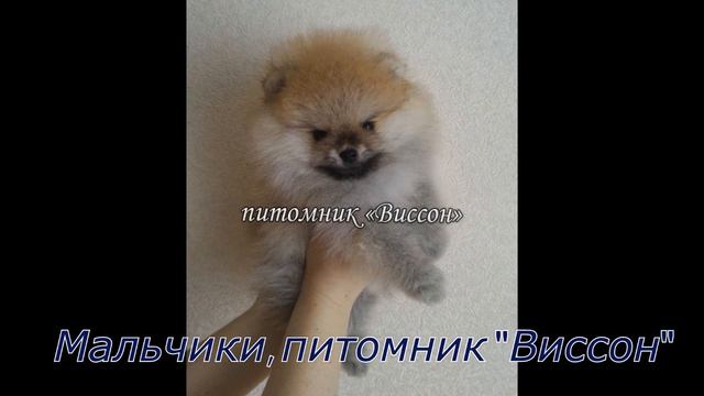 Продажа щенков. Питомник шпицев.