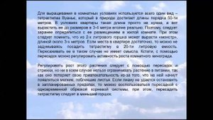 Тетрастигма Вуанье