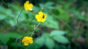 Ranúnculus aurícomus / Лютик золотистый