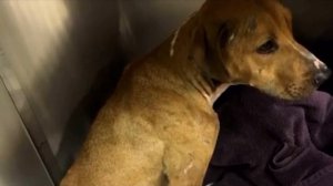 Она не смотрела людям в глаза, ведь за первый год жизни она знала только о существовании боли