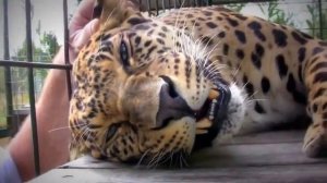 Леопард мурлычет как котенок!!!)))  Leopard purrs like a kitten!)))