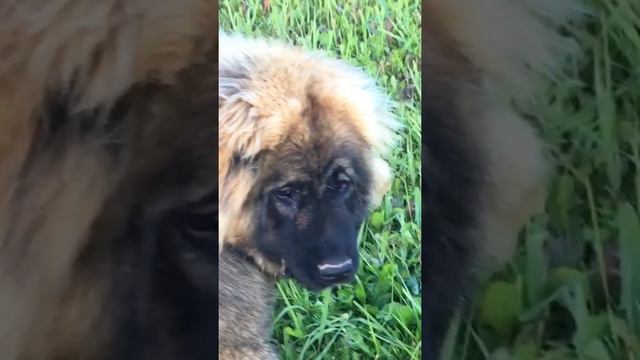 Кавказская овчарка. Щенок 7 месяцев. West Костино | Caucasian shepherd puppy 7 months.West Coastino смотреть онлайн