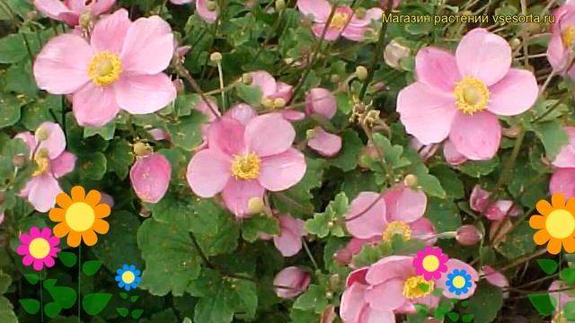 Анемона хубейская Роуз шейдс. Краткий обзор, описание характеристик anemone hupehensis Rose Shades смотреть онлайн