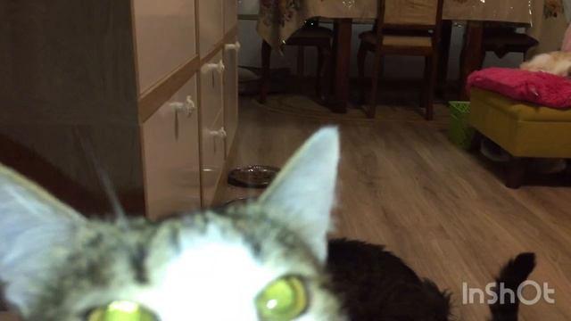 30 кошек в доме! Кисы отдыхают после уборки ?✨ смотреть онлайн