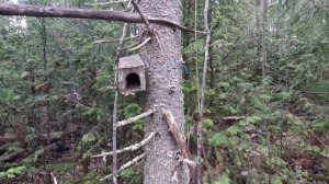 Охота с гончими . Первые шаги молодых выжлецов