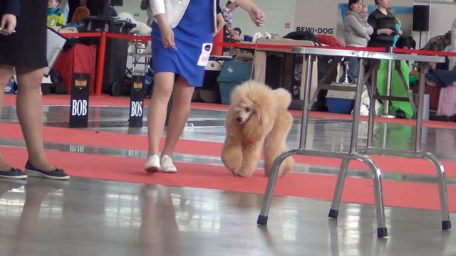 20. CACIB 15.04.2018. Екатеринбург. Дивная Орхидея из Мимолетного Видения смотреть онлайн