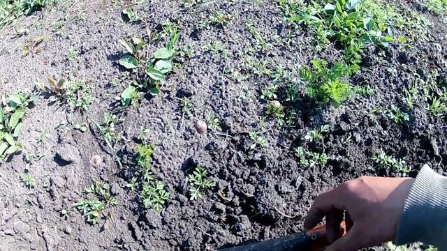 Ручной пропольник Борьба с сорняками Свекла на семена