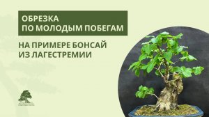 Обрезка бонсай из лагестремии