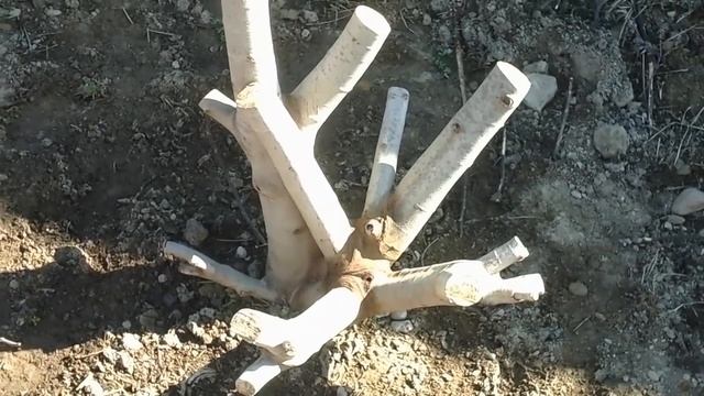 Формирование кустов инжира. Инжир: Красота, Перспектива и Знаки) смотреть онлайн