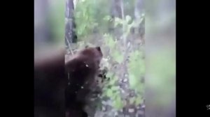 мужик пнул медведя