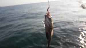 Рыбалка в Сочи: Горбыль, барабуля, скорпена и морской карась