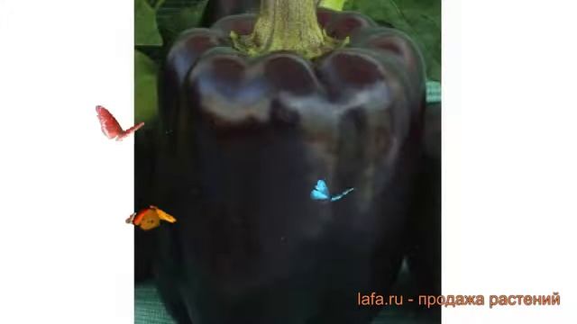 Перец сладкий Пурпурный колокол ? обзор: как сажать, семена перца Пурпурный колокол смотреть онлайн