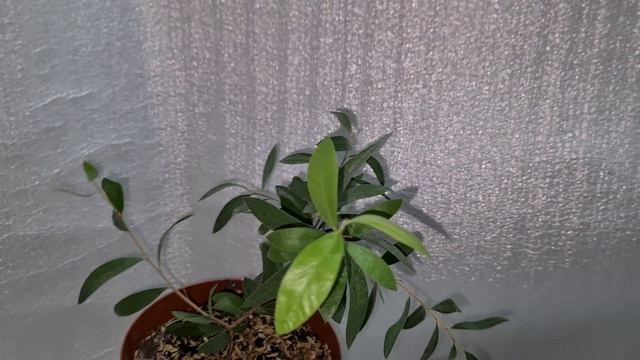 Каллистемон 6 (обрезка)