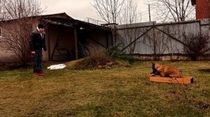 Щенок малинуа 4 месяца,12 занятие