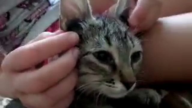 Кот слушает музыку смотреть онлайн