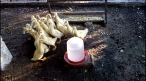 РАСТИМ ВМЕСТЕ... МУЛАРДОВ//Ч.6 УТЯТАМ 2-е НЕДЕЛИ. ЧЕМ КОРМИТЬ. КАК УХАЖИВАТЬ