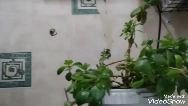обрезка каланхоэ