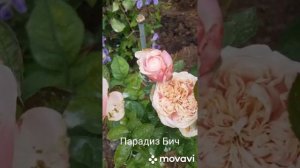 Моя коллекция роз!Серия роз Vip Roses: Крем Фрагранс, Парадиз Бич, Ноттинг Хилл.