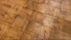 Котята с атаксией мозжечка