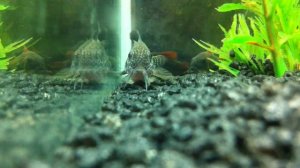 Corydoras trilineatus & venezuelanus