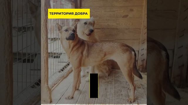 Приют Территория Добра, Московская область, Клинский район смотреть онлайн