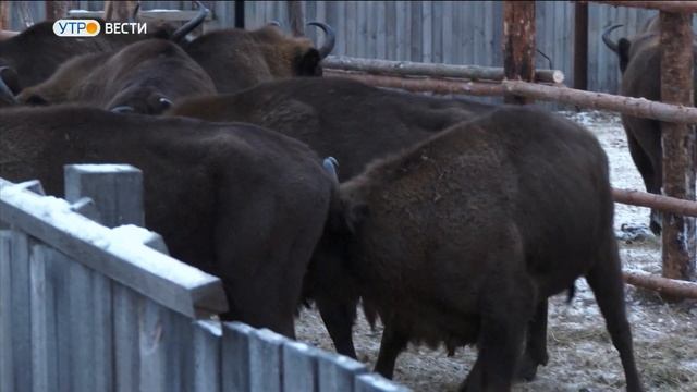Во Владимирской области планируется увеличить рост популяции зубров смотреть онлайн