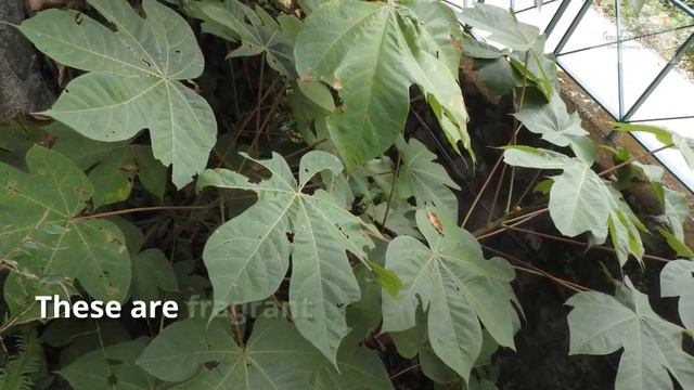 Geranium sanguineum Growing Guide смотреть онлайн