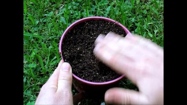 Growing Loquat Trees From Seed - How to смотреть онлайн