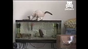 Кот и аквариум