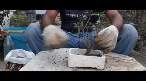 ficus microcarpa bonsai | bonsai from nursery stock | ficus microcarpa ginseng bonsai