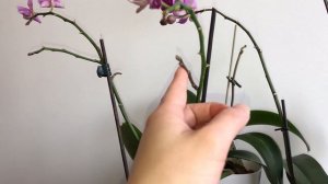 Phalaenopsis Orchid Care #1: How and when to cut your phalaenopsis flower spike