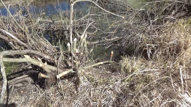 Бобр на р.Волма смотреть онлайн