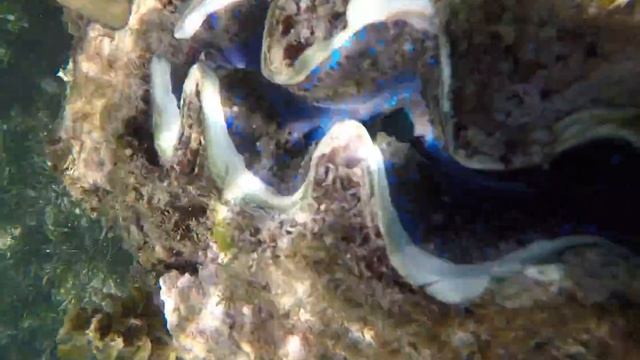 Голубой моллюск на рифе смотреть онлайн
