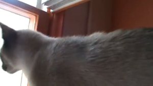Тайский котенок - блю-поинт
