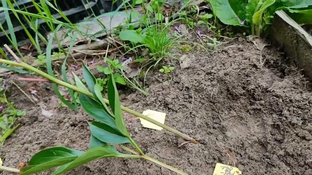 Не делите куст пиона! Попробуйте этот способ. смотреть онлайн