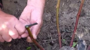Зелёная прививка винограда
