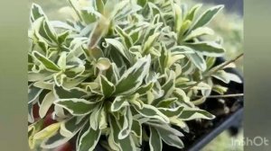 Арабис Фердинанда Кабурского Пестролистный