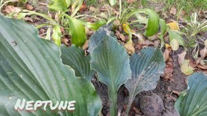 Хоста Neptune... видео 12 октября 2022 #hosta#Neptune#