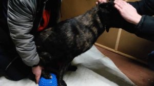 Массаж задних лап спомощью массажной подушки Тривес