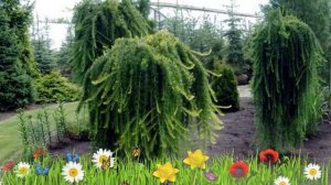 Лиственница японская ? Обзор: посадка и уход. саженцы, крупномеры: описание и особенности