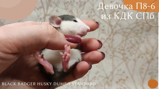 Девочка П8-6 из КДК СПб смотреть онлайн